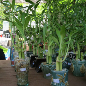 northgardens